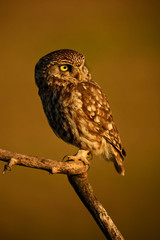 Little Owl - Athene noctua, small beautiful owl from European forest sitting on the branch in nice evening golden light with clear background.