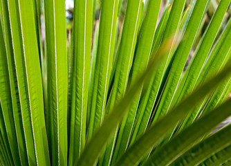 Striped of palm leaf, Abstract green texture background.