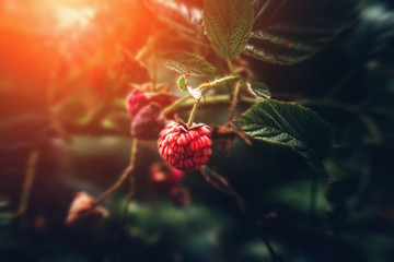 Wild raspberry on branch in nature forest, macro shot with selective focus, sunlight and toned 