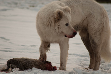 Cruel hunting 5