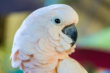 Cockatoo