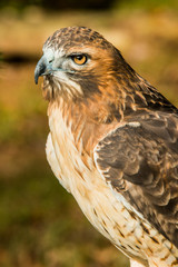 Red Tailed Hawk