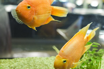 Goldfisch