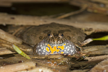 rufende Rotbauchunke (Bombina bombina) - European fire-bellied toad 