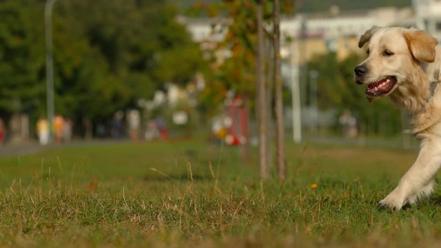 Cute dog running, slow motion