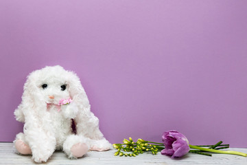 Toy white bunny on purple background with violet tulip