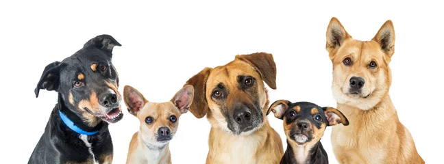 Poster Verschillende honden horizontale webbanner © adogslifephoto