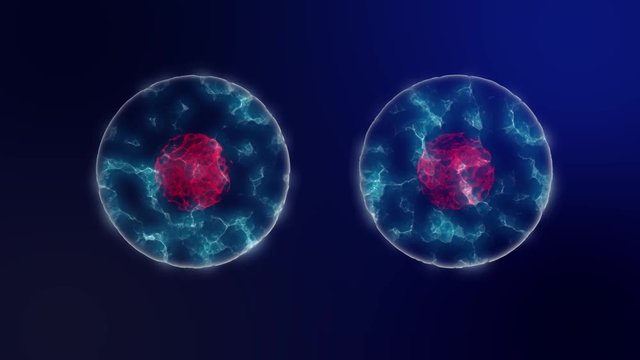 Cell division microbiology background with purple cell nucleus and blue neon cytoplasm. Scientific background 4K seamless loop.