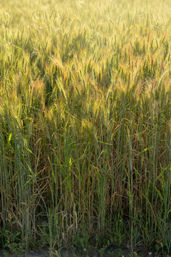 Wheat Farm, Ark, Khorasan, Iran