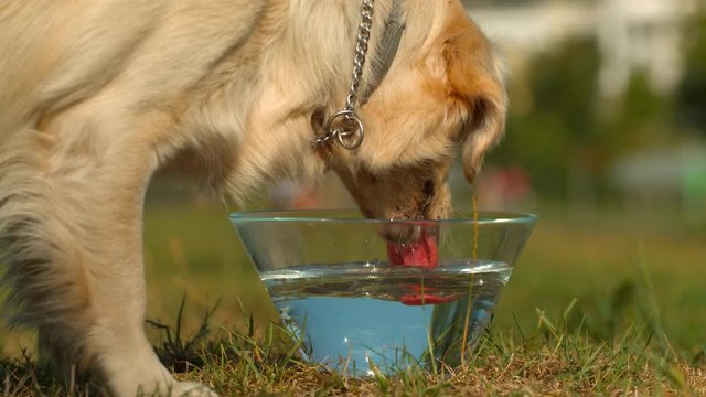 Dog drinking water from a glass bowl