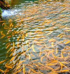 A lot of gold trout floating in a green pond on a trout farm