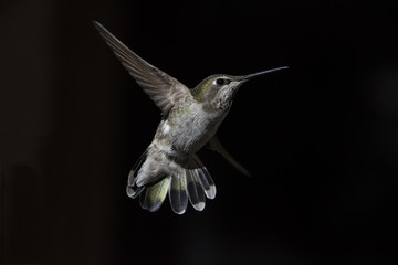 Fototapeta na wymiar Annas Hummingbird (Calypte anna)