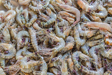 Shrimps in fish market. Stone Town, Zanzibar, Tanzania.