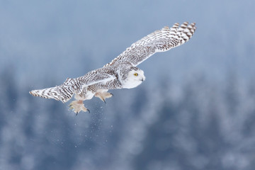 Schneeeule im Schnee
