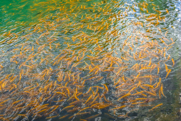 A lot of gold trout floating in a green pond on a trout farm