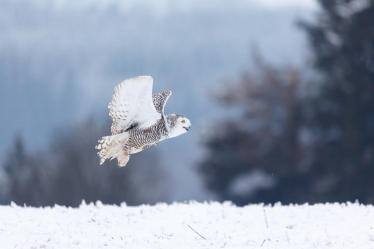 Schneeeule im Schnee
