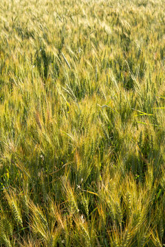 Wheat Farm, Ark, Khorasan, Iran