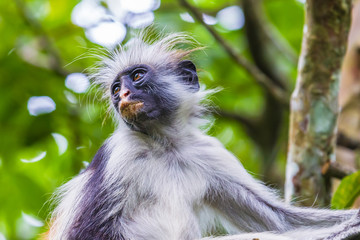 Zanzibar red colobus monkey. Zazibar, Tanzania.