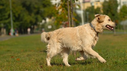 Wet dog running