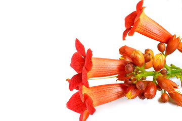 Red flowers of trumpet creeper climber vine - Campsis radicans isolated on white background.