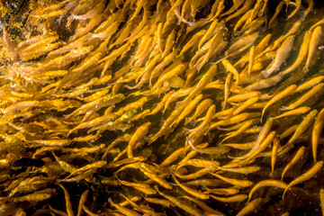 A lot of gold trout floating in a pond on a trout farm