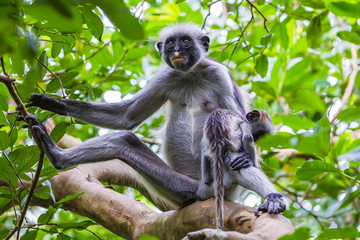 Zanzibar red colobus monkey. Zazibar, Tanzania.