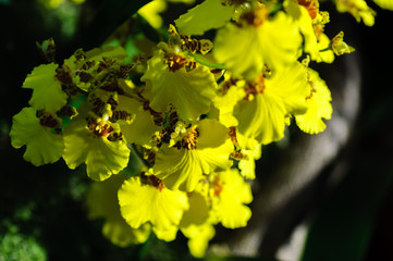 Flowers of Orchids Oncidium goldiana commonly known as Dancing ladies Orchid or Golden shower. Black background