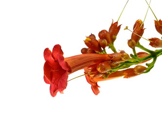 Red flowers of trumpet creeper climber vine - Campsis radicans isolated on white background.