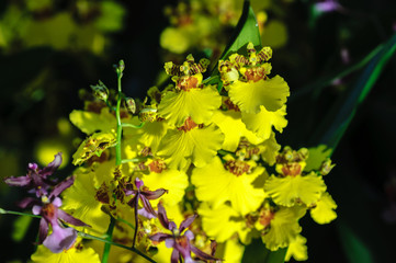 Flowers of Orchids Oncidium goldiana commonly known as Dancing ladies Orchid or Golden shower. Black background