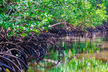 Mangrove forest in Jozani Chwaka bay National Park, Zanzibar, Tanzania