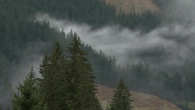 fog forest time lapse in rauris 04