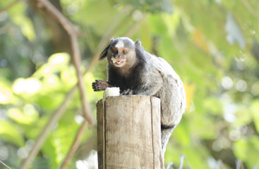 small monkey eating banana
