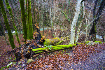 Moss and fern on dead trunk