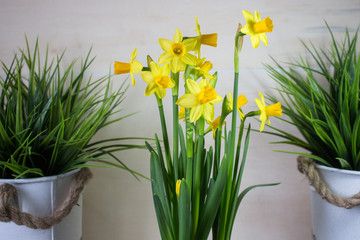 Yellow narcissus or daffodil flowers on light background
