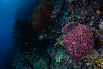 Barrel Sponge and Reef in Raja Ampat