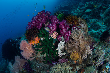 Naklejka na ściany i meble Gorgeous Corals on Reef in Raja Ampat