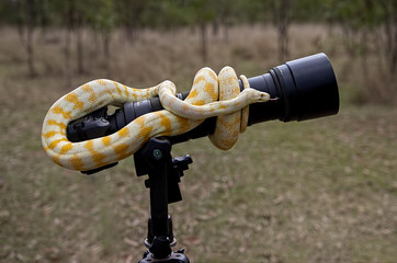 python curled around camera