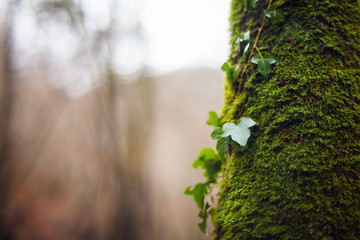 Obraz premium Ivy on trunk