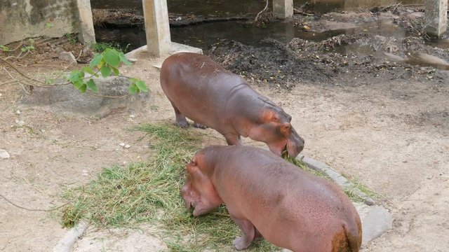 Hippos eat grass in zoo