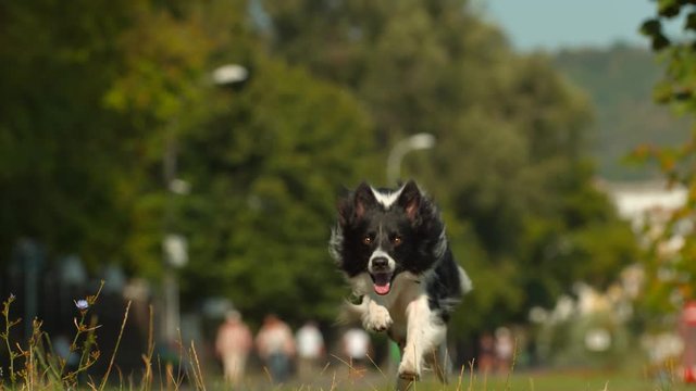 Border collie dog running