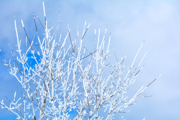 Winter branches of trees in frost snow flakes