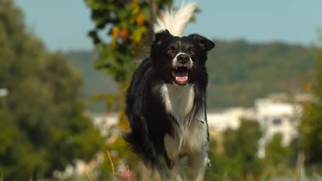 Border collie dog running