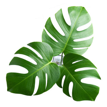 Fototapeta tropical botanical  leaves backgrounds on white