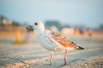Seagull 1