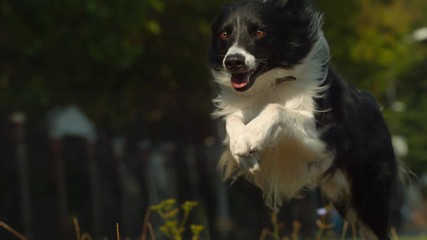 Black and white dog running