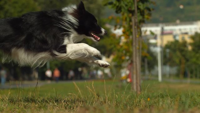 Black And White Dog Running