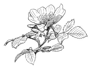 Vector artistic pen and ink hand drawing of wild rose branch with blooming flower.