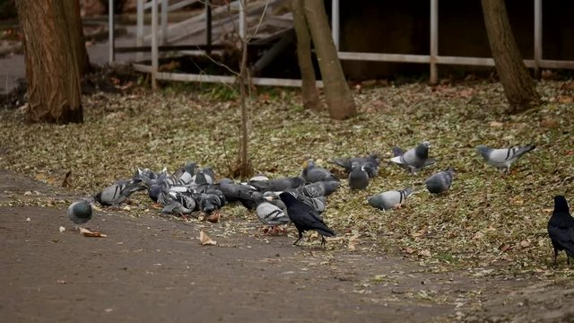 Pigeons eating bread. Pigeons eating bread on city park