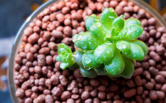 Succulent plant stonecrop, fresh leaves detail of Anacamp seros