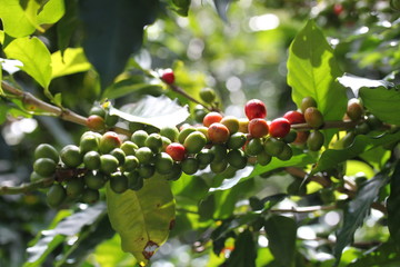 Kaffeebohnen an Pflanze